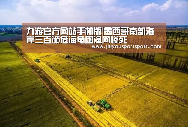 九游官方网站手机版|墨西哥南部海岸三百濒危海龟困渔网惨死(图1) 九游游戏中心官网