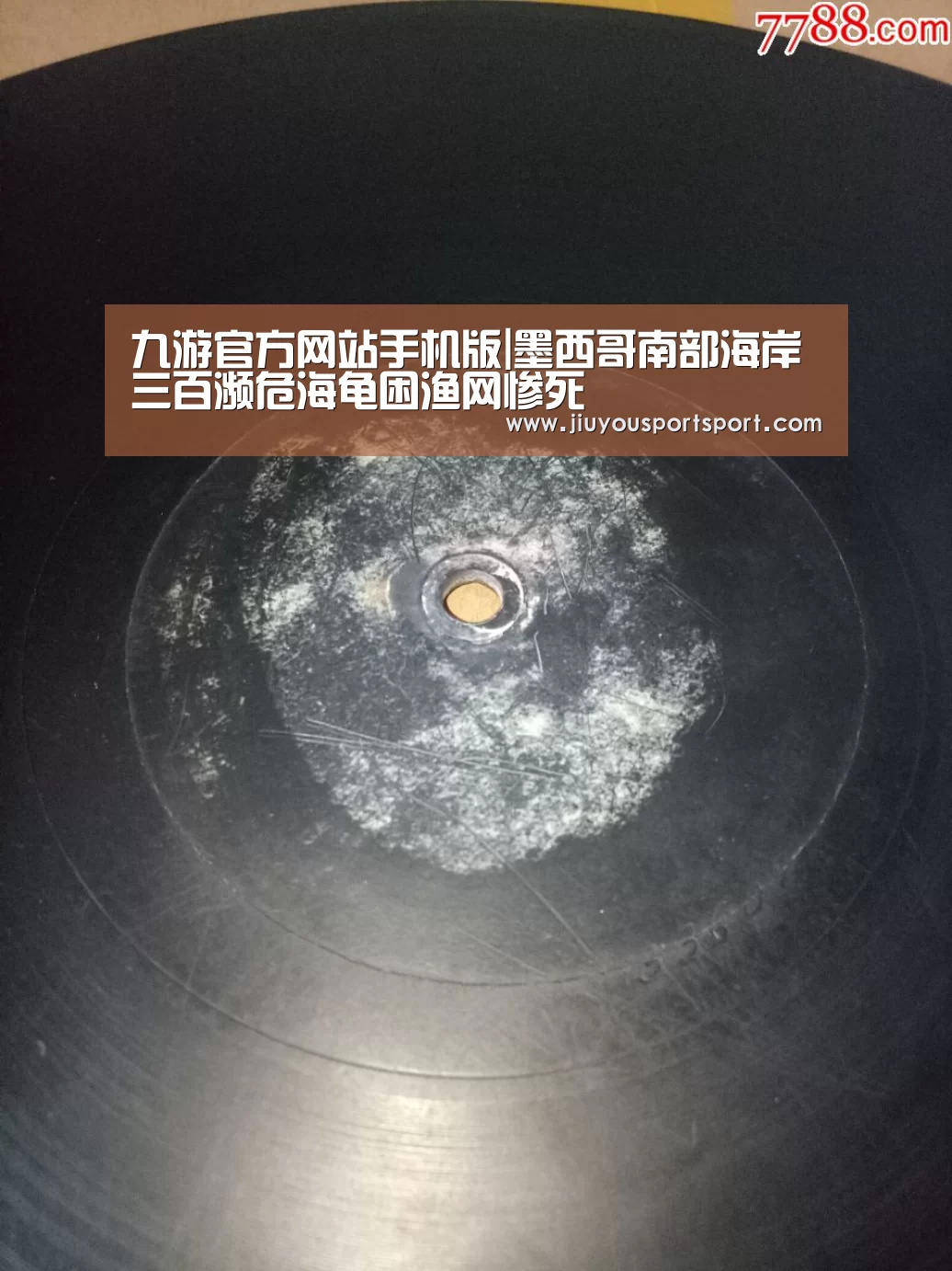 九游官方网站手机版|墨西哥南部海岸三百濒危海龟困渔网惨死(图2) 九游游戏中心官网